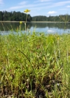 Einzelbild 5 Kleiner Sumpf-Hahnenfuss - Ranunculus flammula