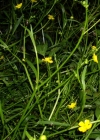 Einzelbild 8 Kleiner Sumpf-Hahnenfuss - Ranunculus flammula