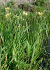Einzelbild 5 Grosser Sumpf-Hahnenfuss - Ranunculus lingua