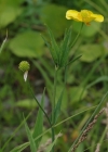 Einzelbild 7 Grosser Sumpf-Hahnenfuss - Ranunculus lingua