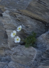 Einzelbild 5 Alpen-Hahnenfuss - Ranunculus alpestris