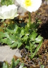 Einzelbild 7 Alpen-Hahnenfuss - Ranunculus alpestris