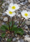 Einzelbild 8 Alpen-Hahnenfuss - Ranunculus alpestris