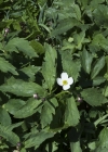 Einzelbild 7 Eisenhutblättriger Hahnenfuss - Ranunculus aconitifolius