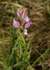 Einzelbild 5 Wiesen-Kreuzblume - Polygala vulgaris