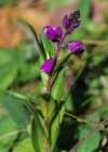 Einzelbild 6 Wiesen-Kreuzblume - Polygala vulgaris