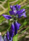 Einzelbild 7 Wiesen-Kreuzblume - Polygala vulgaris