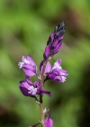 Einzelbild 8 Wiesen-Kreuzblume - Polygala vulgaris