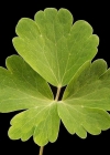 Einzelbild 4 Gemeine Akelei - Aquilegia vulgaris