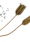 Einzelbild 6 Gemeine Akelei - Aquilegia vulgaris