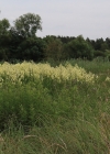 Einzelbild 6 Gelbe Wiesenraute - Thalictrum flavum