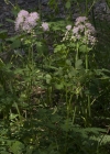 Einzelbild 4 Akeleiblättrige Wiesenraute - Thalictrum aquilegiifolium