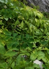 Einzelbild 7 Akeleiblättrige Wiesenraute - Thalictrum aquilegiifolium