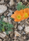 Einzelbild 6 Rätischer Alpen-Mohn - Papaver aurantiacum