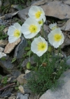 Einzelbild 6 Sendtners Alpen-Mohn - Papaver sendtneri