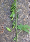 Einzelbild 8 Hohlknolliger Lerchensporn - Corydalis cava