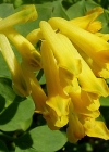 Einzelbild 5 Gelber Lerchensporn - Corydalis lutea