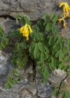 Einzelbild 6 Gelber Lerchensporn - Corydalis lutea