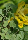 Einzelbild 7 Gelber Lerchensporn - Corydalis lutea