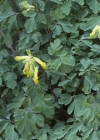 Einzelbild 8 Gelber Lerchensporn - Corydalis lutea