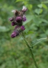 Einzelbild 3 Kletten-Distel - Carduus personata