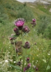 Einzelbild 7 Kletten-Distel - Carduus personata