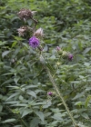 Einzelbild 8 Kletten-Distel - Carduus personata