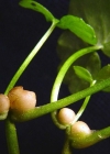Einzelbild 8 Scharbockskraut - Ranunculus ficaria