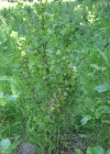 Einzelbild 5 Stachelbeere - Ribes uva-crispa