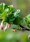 Einzelbild 6 Stachelbeere - Ribes uva-crispa