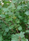 Einzelbild 7 Stachelbeere - Ribes uva-crispa