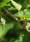 Einzelbild 8 Stachelbeere - Ribes uva-crispa