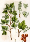 Einzelbild 6 Alpen-Johannisbeere - Ribes alpinum