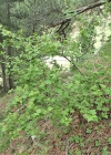 Einzelbild 8 Alpen-Johannisbeere - Ribes alpinum