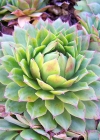 Einzelbild 5 Wulfens Hauswurz - Sempervivum wulfenii