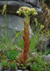 Einzelbild 6 Wulfens Hauswurz - Sempervivum wulfenii