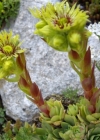 Einzelbild 7 Wulfens Hauswurz - Sempervivum wulfenii