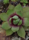 Einzelbild 8 Wulfens Hauswurz - Sempervivum wulfenii