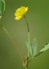 Einzelbild 5 Feld-Klee - Trifolium campestre