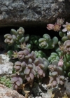 Einzelbild 8 Dickblättriger Mauerpfeffer - Sedum dasyphyllum