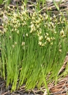 Einzelbild 8 Rasen-Haarbinse - Trichophorum cespitosum