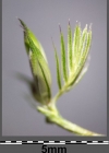 Einzelbild 6 Wiesen-Kammgras - Cynosurus cristatus