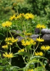 Einzelbild 5 Schweizer Alant - Inula helvetica
