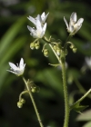 Einzelbild 4 Rundblättriger Steinbrech - Saxifraga rotundifolia
