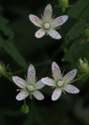Einzelbild 6 Rundblättriger Steinbrech - Saxifraga rotundifolia