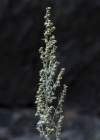 Einzelbild 3 Echter Wermut - Artemisia absinthium