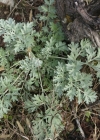 Einzelbild 4 Echter Wermut - Artemisia absinthium