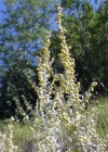 Einzelbild 5 Echter Wermut - Artemisia absinthium