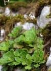 Einzelbild 1 Keilblättriger Steinbrech - Saxifraga cuneifolia
