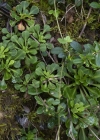 Einzelbild 7 Keilblättriger Steinbrech - Saxifraga cuneifolia